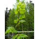 Isolehtilehmus (Tilia platyphyllos)